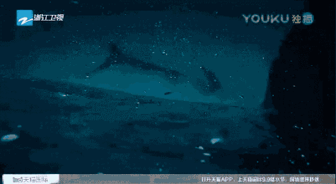 《美味猎手》要做综艺界的“诗与远方”?