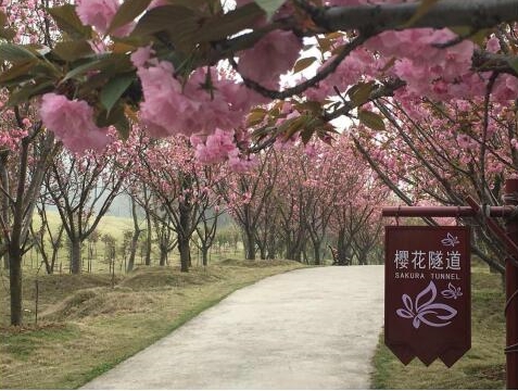 南京银杏湖乐园第三届百花节盛大开幕