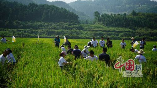 稻花香 鱼儿跃 网宣特攻 行动直击辰溪 万人摸鱼