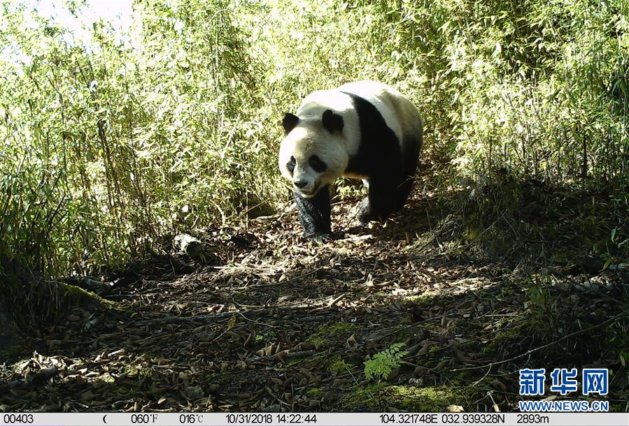 刘涛深夜翻出《琅琊榜》与胡歌签名照 感慨时光易逝