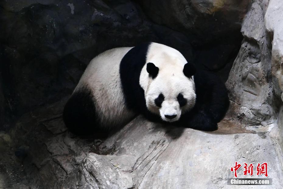 汤晶媚情人节精分上线 引网友追问女明星逆生长的秘密
