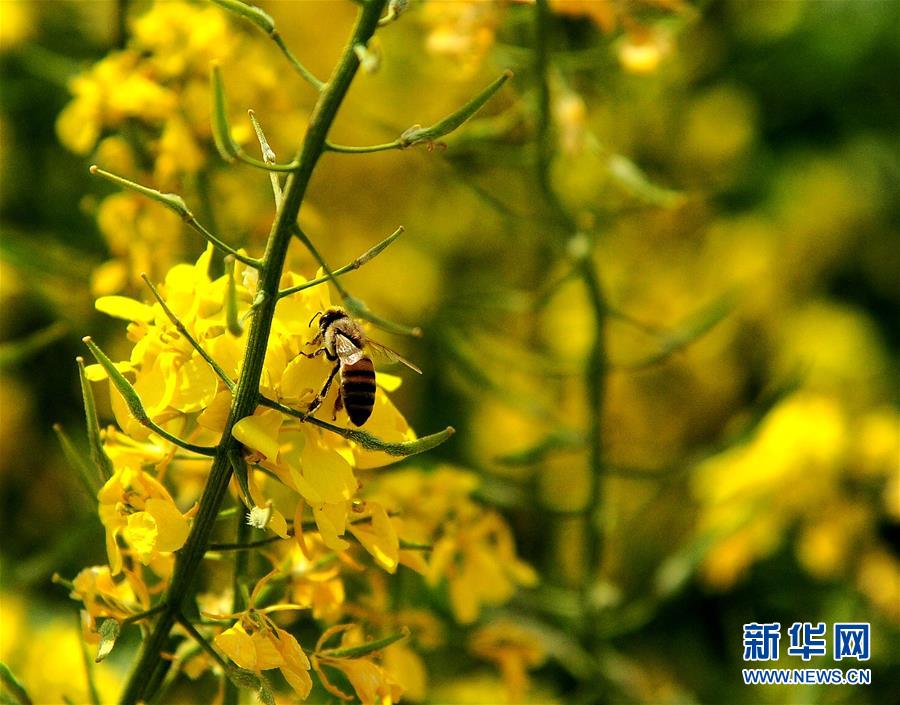 中国文化如何“走出去”(议事厅)