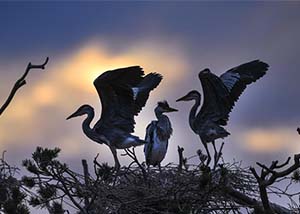 10后萌娃撞脸当红明星 KIDS WORLD晋级赛后就出道？