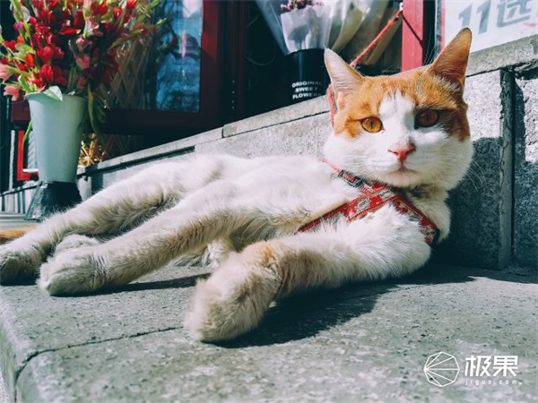 用手机记录生活点点滴滴，荣耀8青春版摄影谈