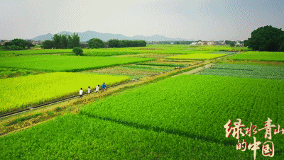 赏长江盛景 品千年文脉 《绿水青山的中国》长江画卷中的生态与文化交响曲