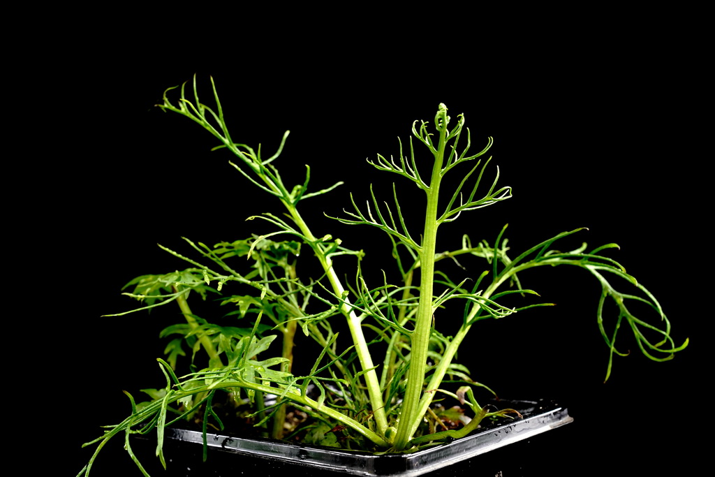 上海多地发现国家二级重点保护野生植物粗梗水蕨