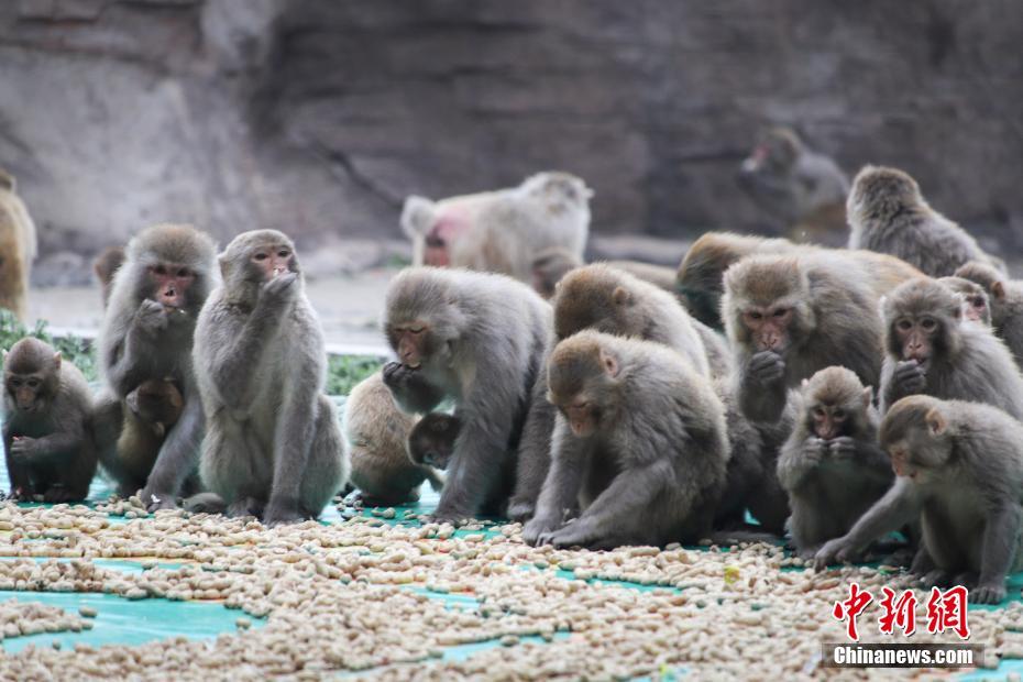 《攀登者》《中国机长》《我和我的祖国》等优秀国产电影获特别推介