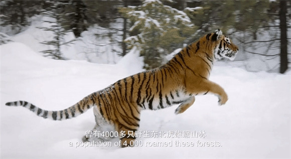 总台《国家公园：野生动物王国》纪录片带你走进《珍贵的家园》