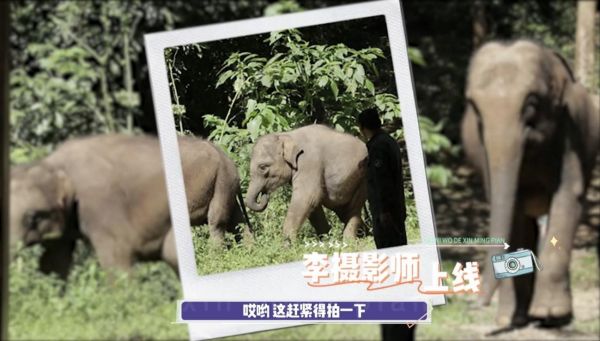《给你，我的新名片》将播 李冰冰探访亚洲象之旅即将开启