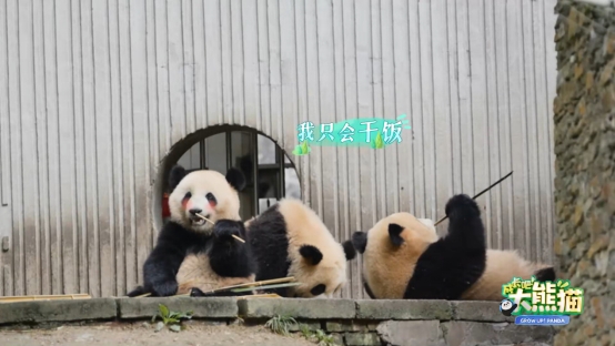 从200克到200斤！大熊猫的成长都记录在这档节目里
