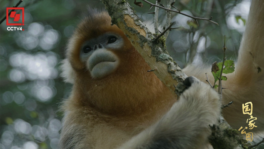 生动诙谐的动物故事 《国家公园·万物共生之境》在央视多个频道播出