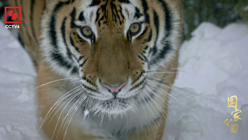 生动诙谐的动物故事 《国家公园·万物共生之境》在央视多个频道播出
