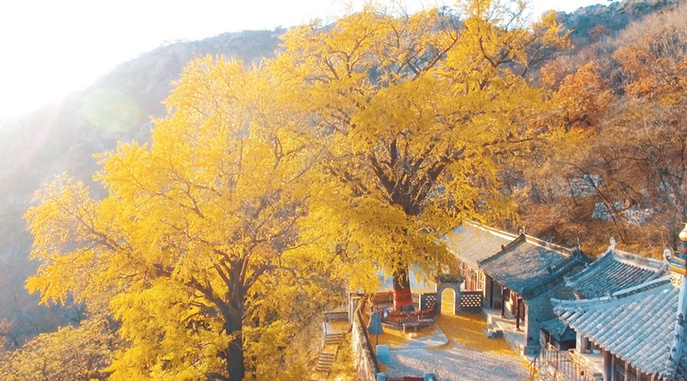 群星汇聚相约山海 展现特色农文旅融合画卷