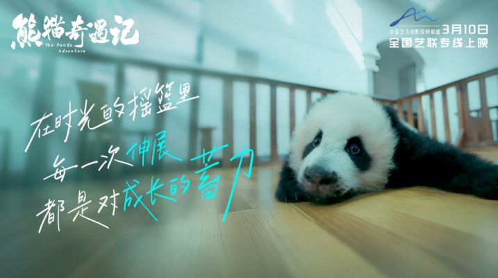 纪实电影《熊猫奇遇记》暖心定档,3月10日解锁国宝全生命周期密码 纪实电影《熊猫奇遇记》暖心定档,3月10日解锁国宝全生命周期密码